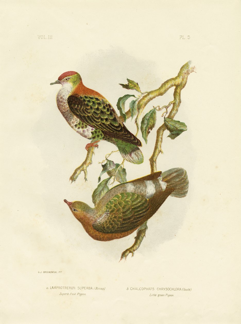 Süper Meyve Güvercini, 1891 by Gracius Broinowski
