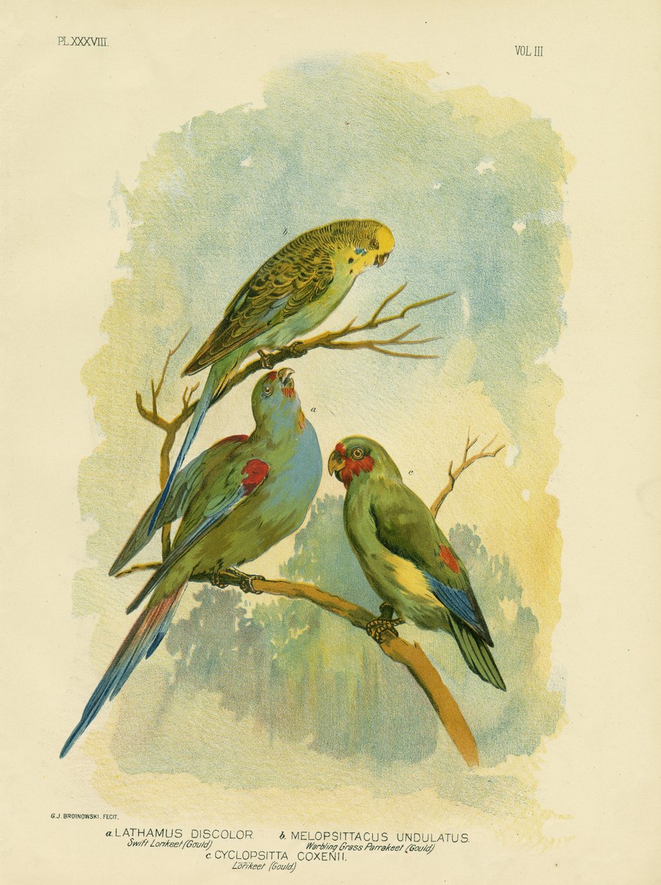 ಸ್ವಿಫ್ಟ್ ಲೋರಿಕೀಟ್, 1891 ಟರ್ಕ್ by Gracius Broinowski