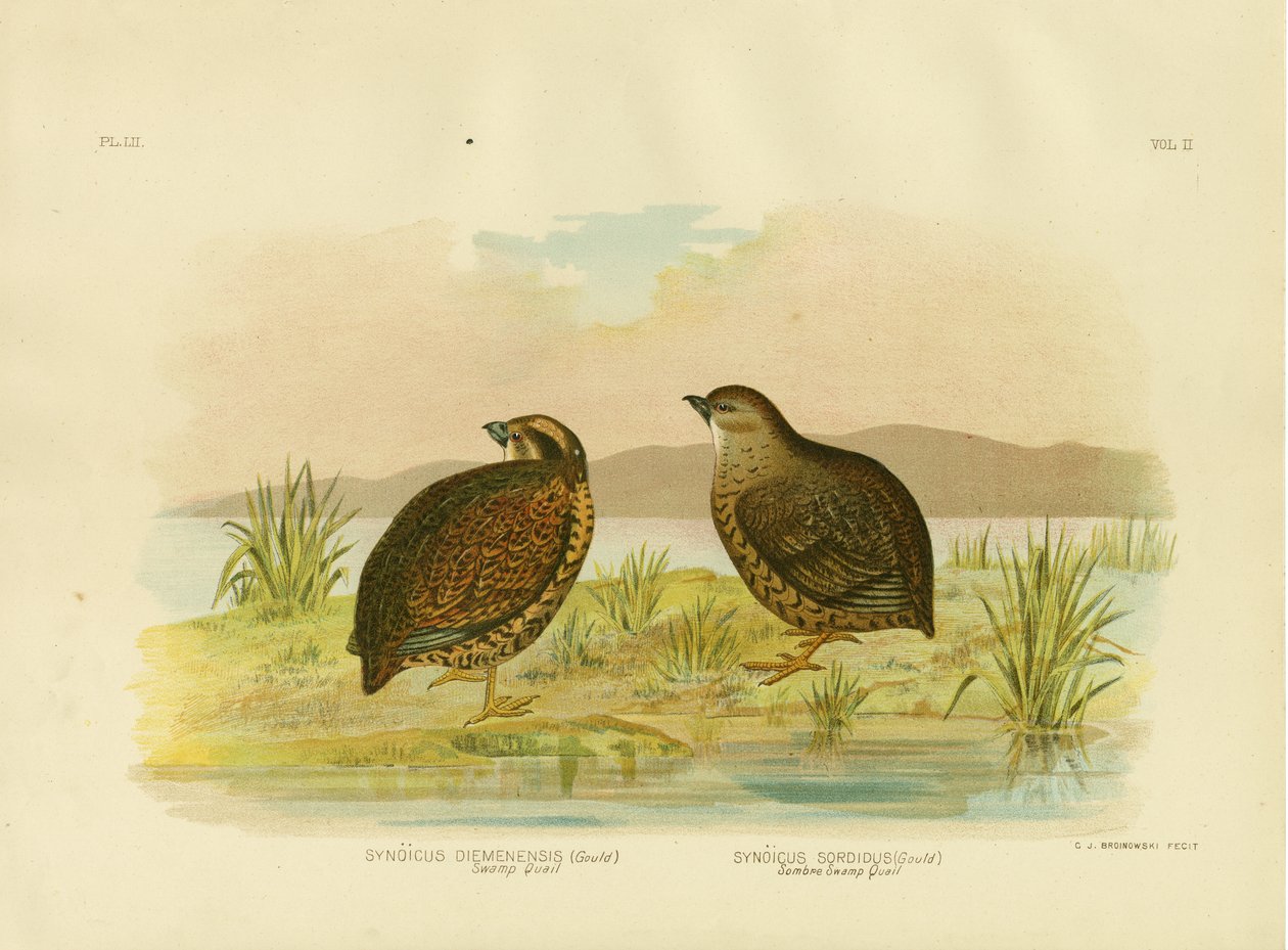 Tazmanya Bataklık Bıldırcını, 1891 by Gracius Broinowski