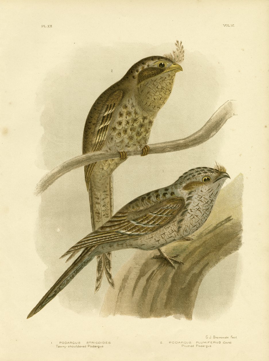 Thomas Bewick, c.1780 (amavuta ku ikarita) by Gracius Broinowski