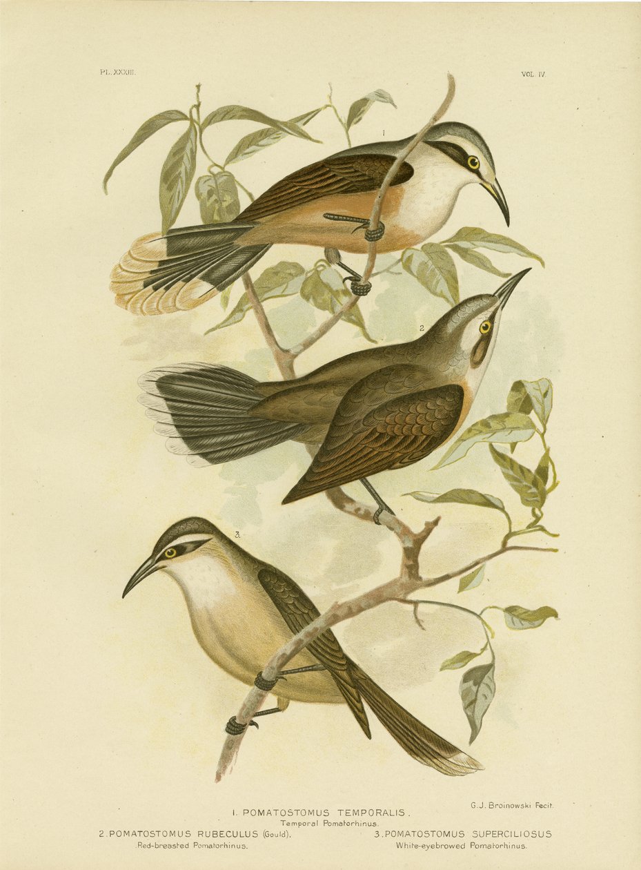 Temporal Pomatorhinus veya Gri Taçlı Babbler, 1891 by Gracius Broinowski