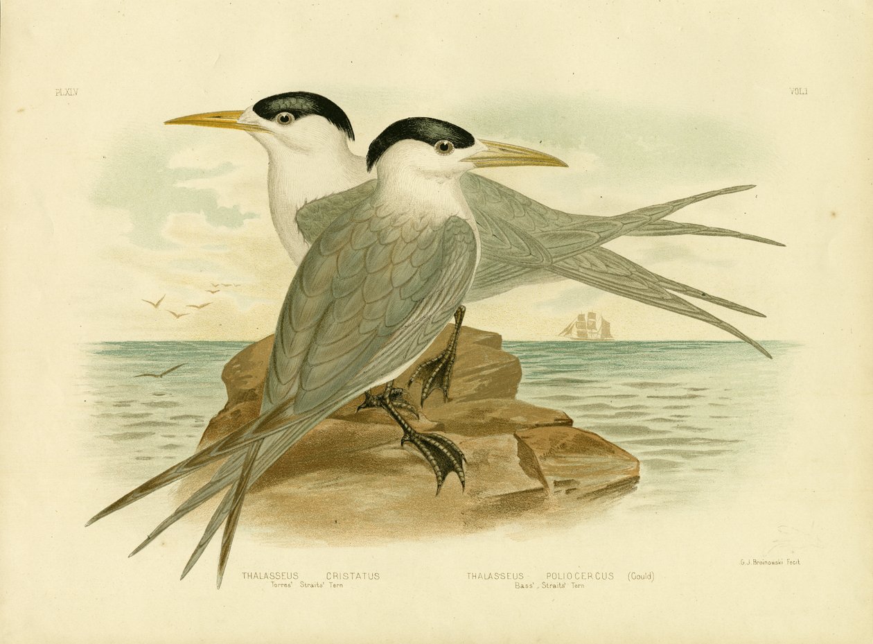 Torres Boğazı Sumru, 1891 by Gracius Broinowski