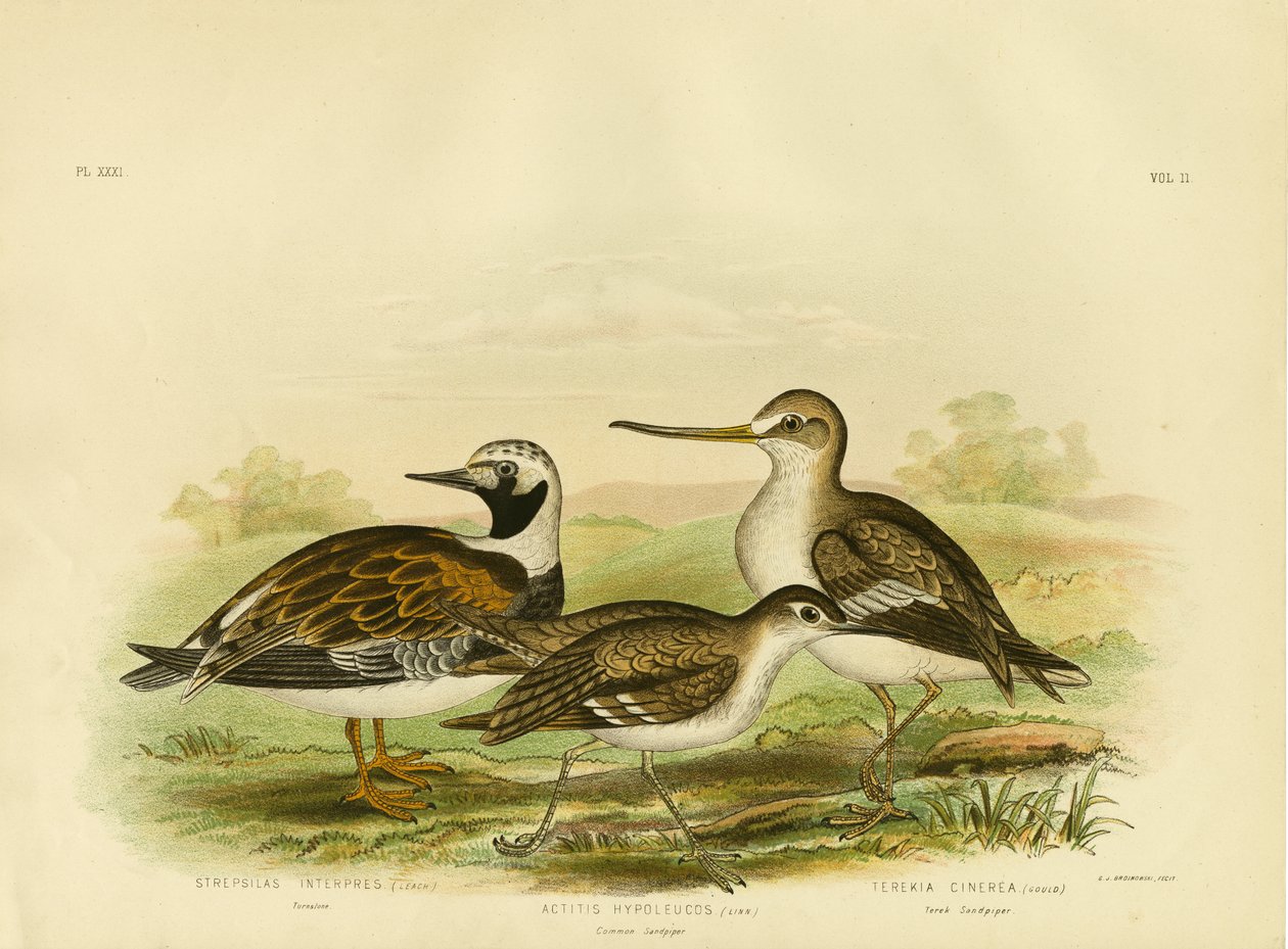 ಟರ್ನ್‌ಸ್ಟೋನ್, 1891 ಟರ್ಕ್ by Gracius Broinowski