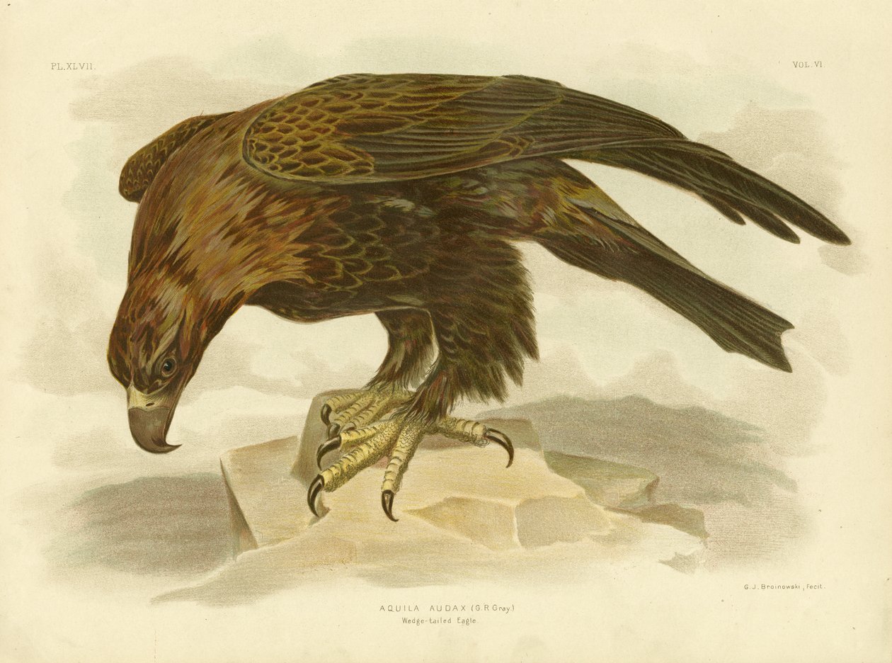 Kama Kuyruklu Kartal, 1891 by Gracius Broinowski