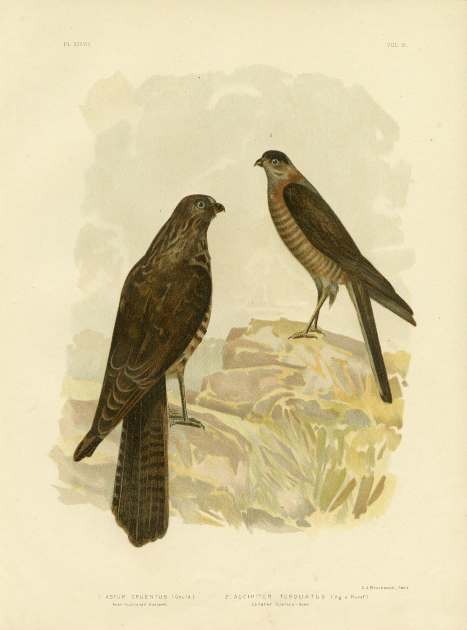 Batı-Avustralya çakır kuşu, 1891 by Gracius Broinowski