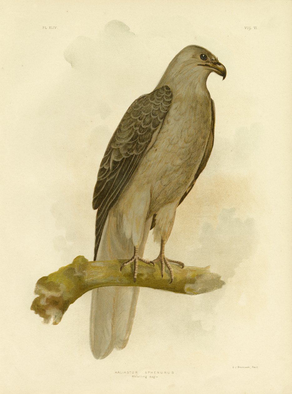 Whistling Eagle Or Whistling Kite, 1891  by Gracius Broinowski