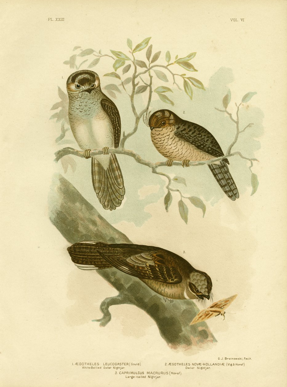 Ak Karınlı Baykuş Nightjar veya Güve Baykuşu, 1891 by Gracius Broinowski