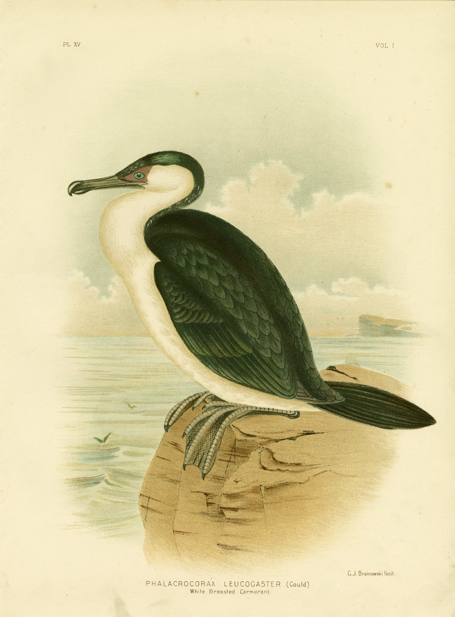 Ak Göğüslü Karabatak, 1891 by Gracius Broinowski