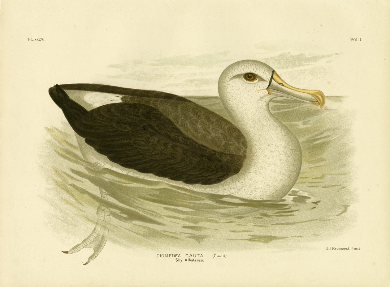 Beyaz Şapkalı Albatros, 1891 by Gracius Broinowski