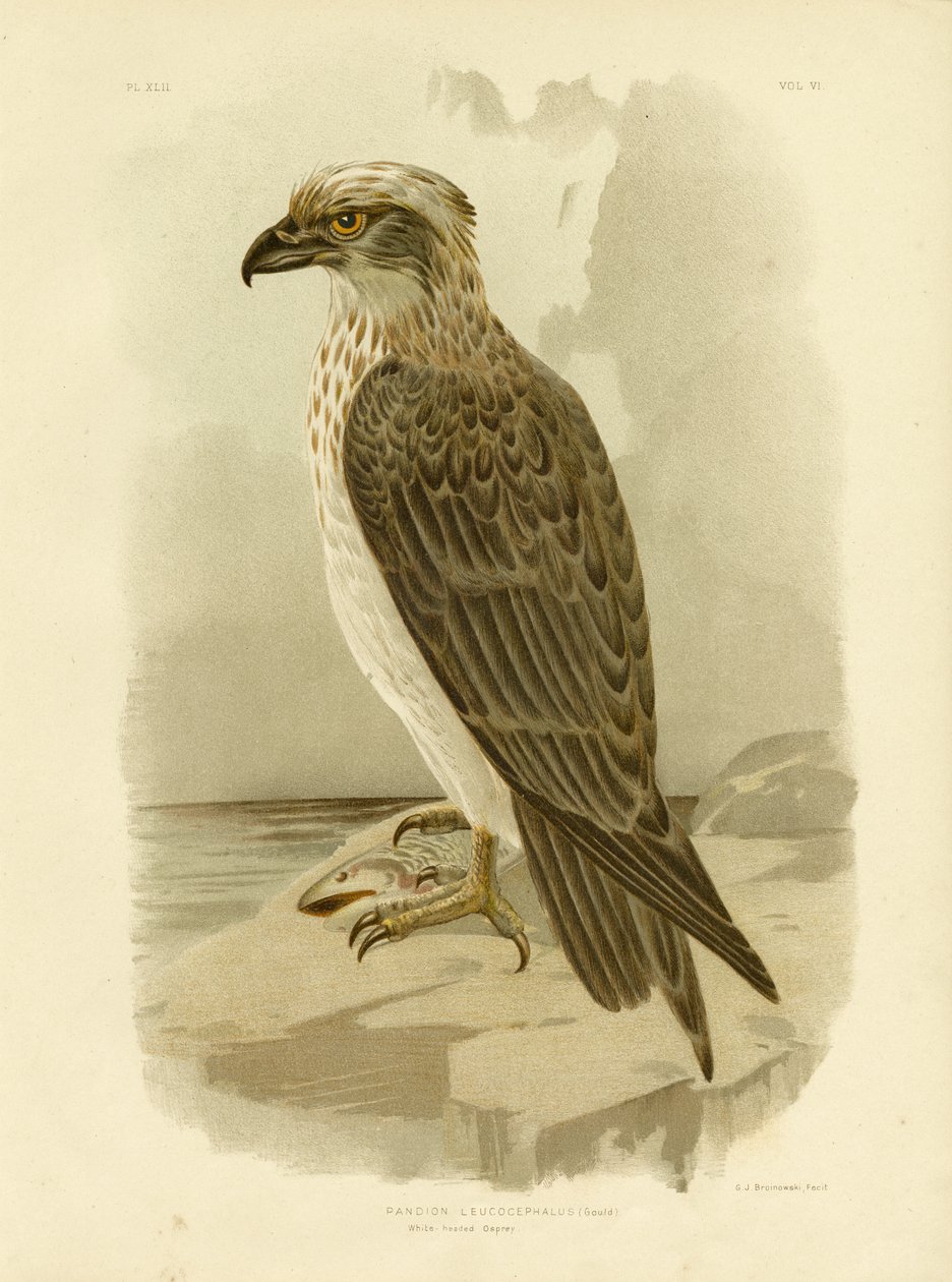 Ak Başlı Osprey, 1891 by Gracius Broinowski