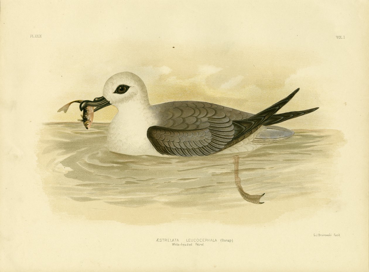 Ak Başlı Petrel, 1891 by Gracius Broinowski