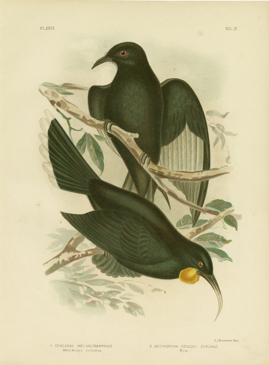 Beyaz Kanatlı Corcorax, 1891 by Gracius Broinowski