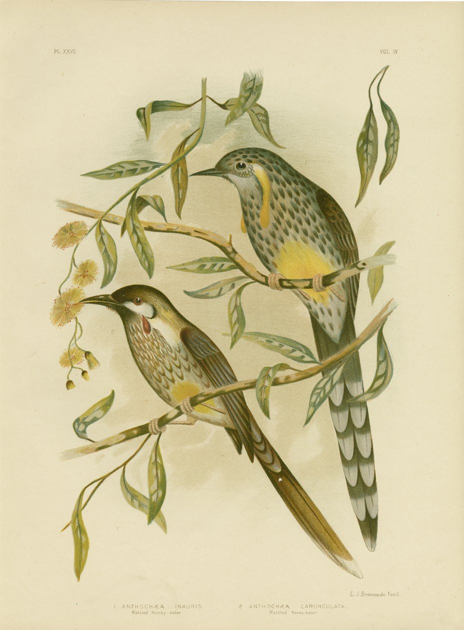 Sarı Wattlebird, 1891 by Gracius Broinowski