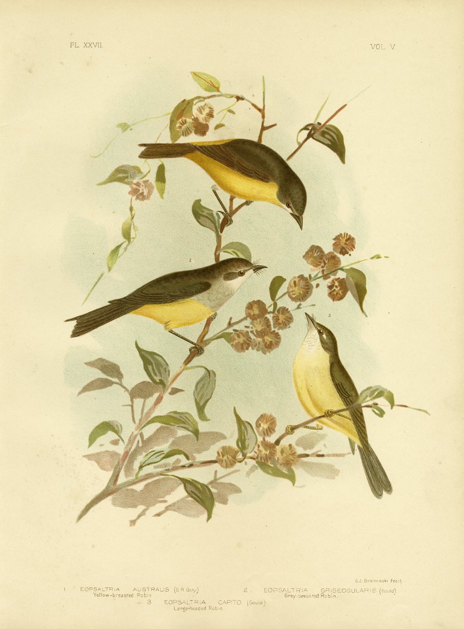 Sarı Göğüslü Robin Veya Doğu Sarı Robin, 1891 by Gracius Broinowski