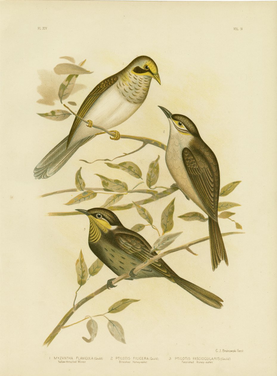 Sarı Boğazlı Madenci, 1891 by Gracius Broinowski