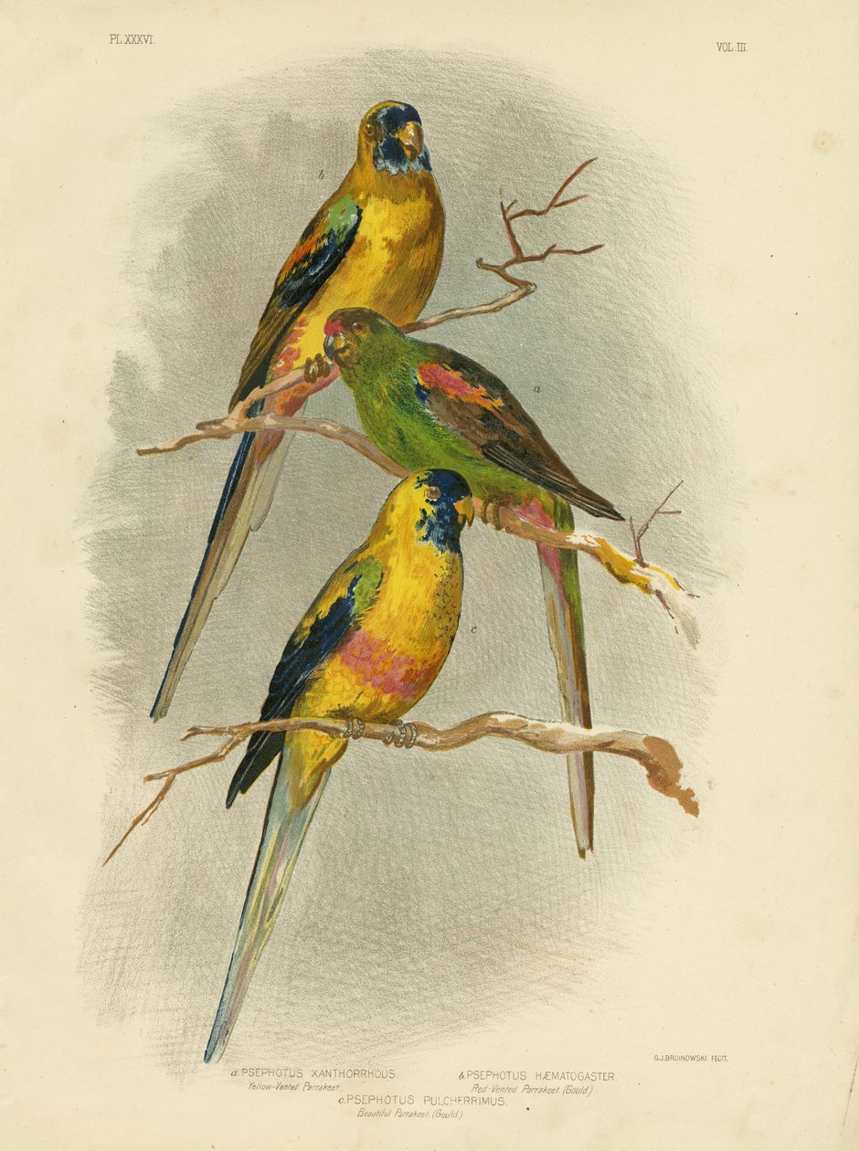 Sarı Bacalı Muhabbet Kuşu, 1891 by Gracius Broinowski