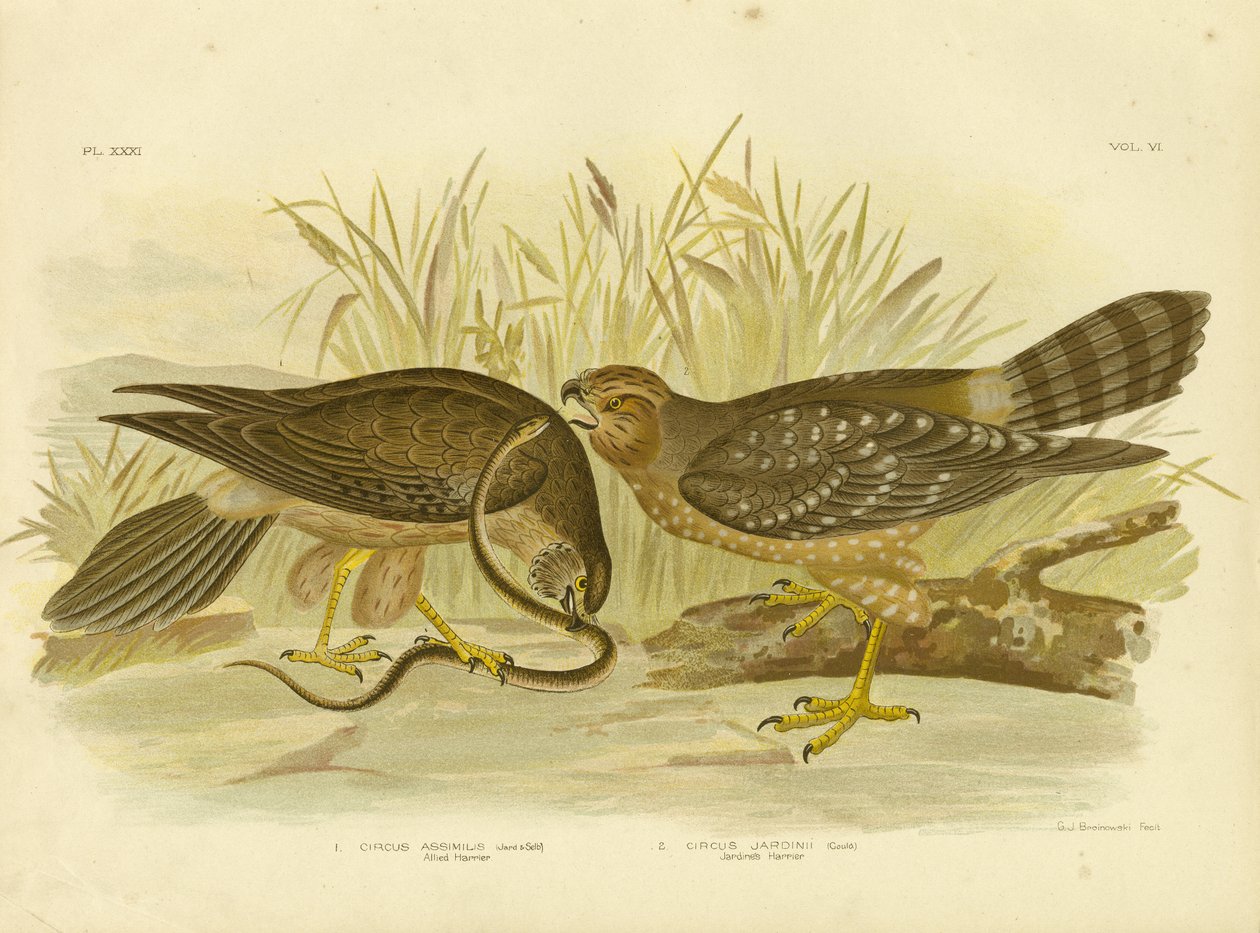 Müttefik Harrier Veya Benekli Harrier, 1891 by Gracius Broinowski
