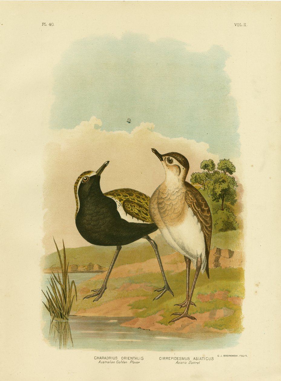 Avustralya Altın Cılıbıt veya Pasifik Altın Cılıbıt, 1891 by Gracius Broinowski
