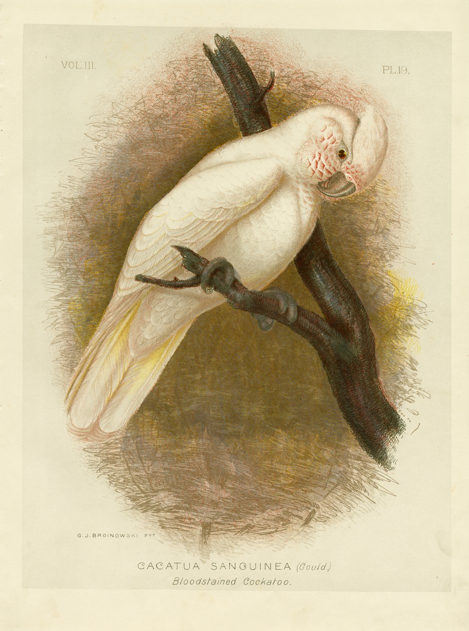 Kanlı Kakadu, 1891 by Gracius Broinowski