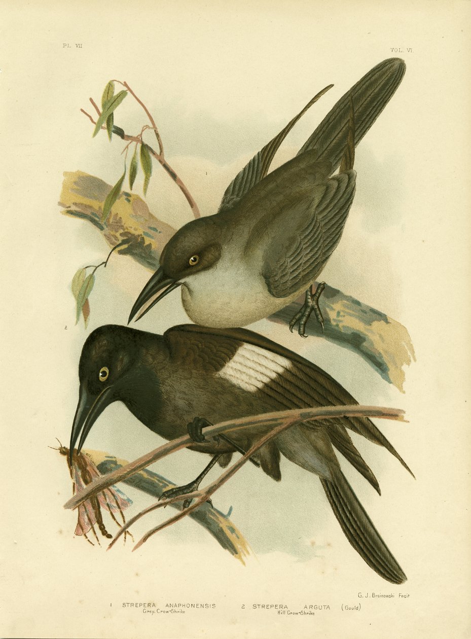 Gri Karga-Shrike, 1891 by Gracius Broinowski