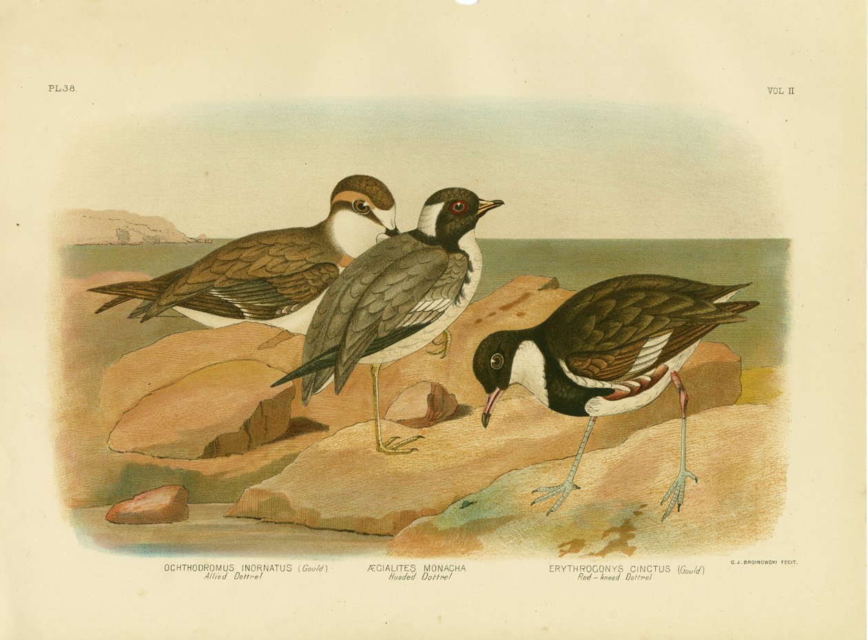 Kapşonlu Dotterel, 1891 by Gracius Broinowski