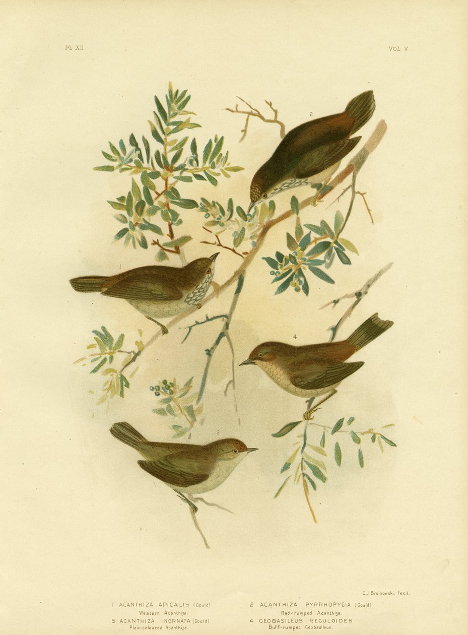 Kara Thornbill veya Geniş Kuyruklu Thornbill, 1891 by Gracius Broinowski