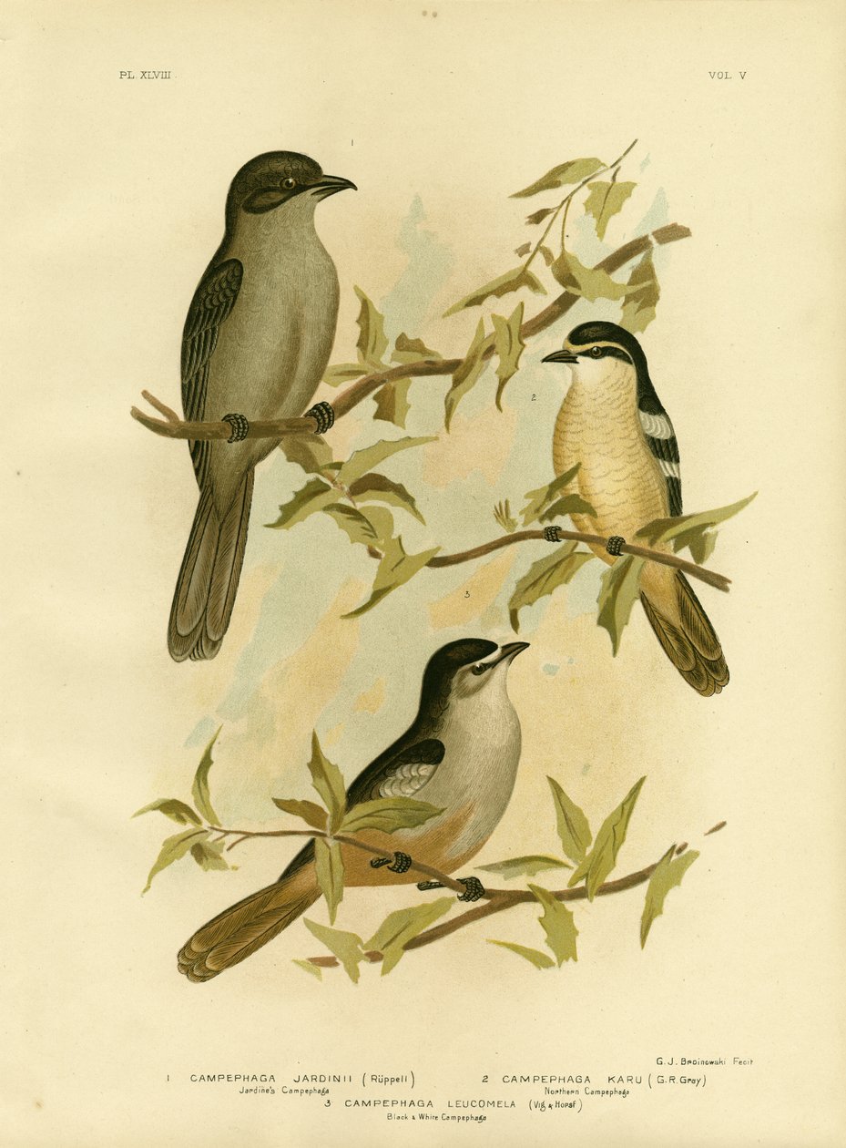 Jardines Campephaga Veya Ortak Ağustosböceği, 1891 by Gracius Broinowski