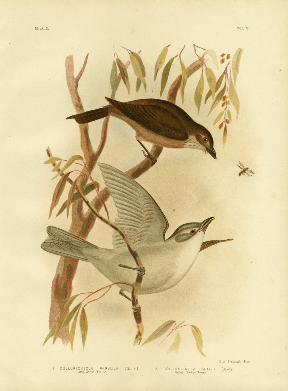 Küçük Örümcek Kuşu, 1891 by Gracius Broinowski