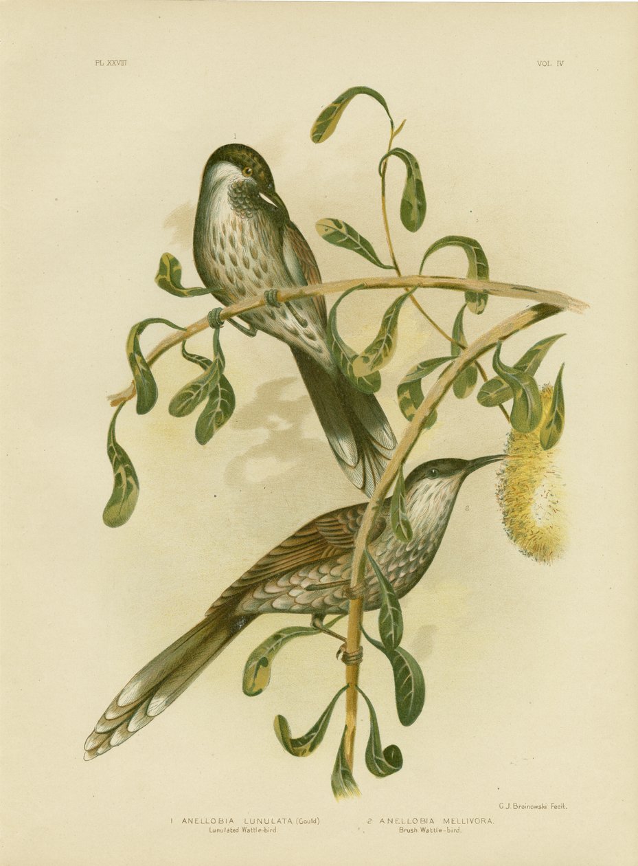 Lumulated Wattlebird Veya Küçük Wattlebird, 1891 by Gracius Broinowski