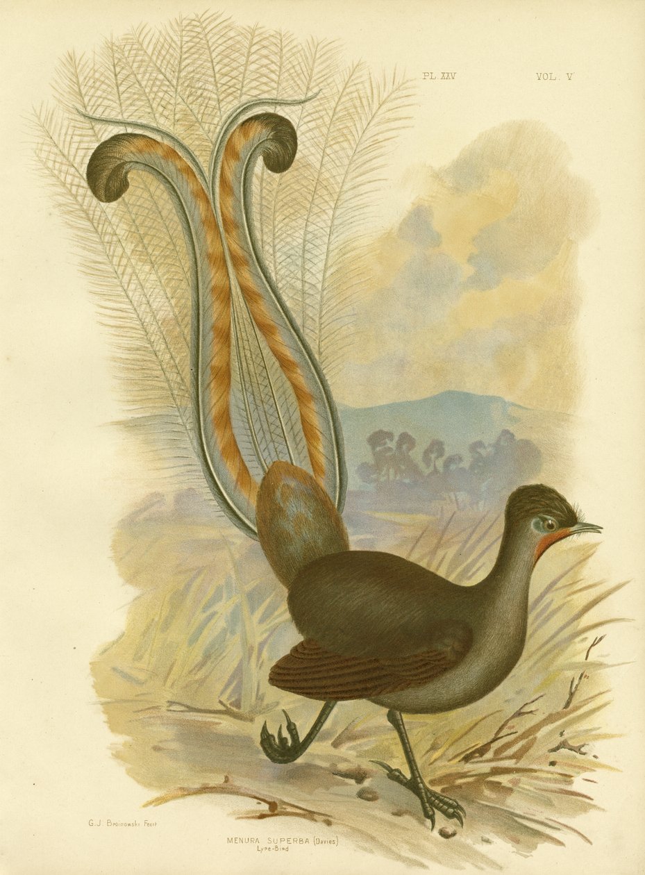 lir kuşu, 1891 by Gracius Broinowski