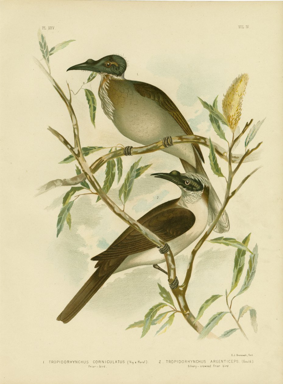 Gürültülü Friarbird, 1891 by Gracius Broinowski