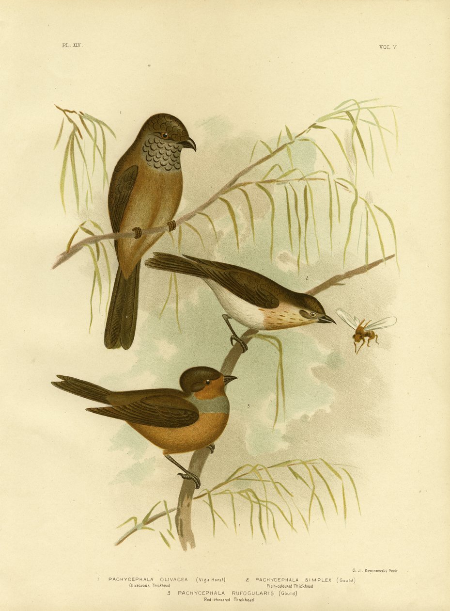 Olivaceous Kalın Başlı Veya Zeytin Whistler, 1891 by Gracius Broinowski