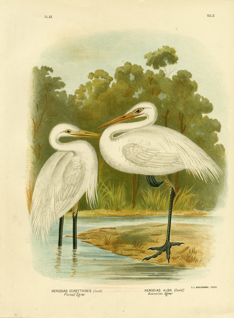 Tüylü Ak balıkçıl veya Orta Ak balıkçıl, 1891 by Gracius Broinowski