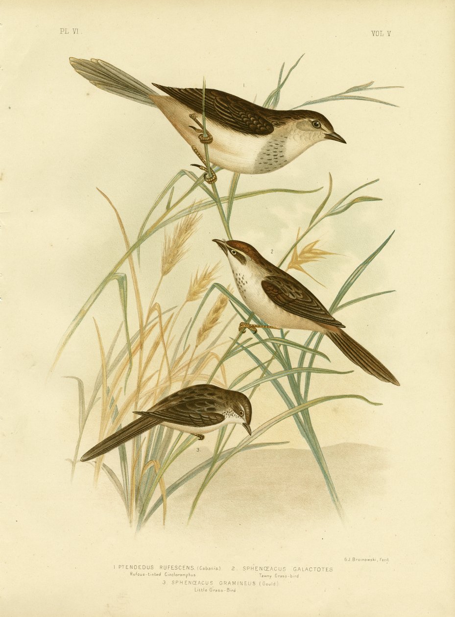 Kızıl Renkli Cincloramphus veya Kızıl Songlark, 1891 by Gracius Broinowski