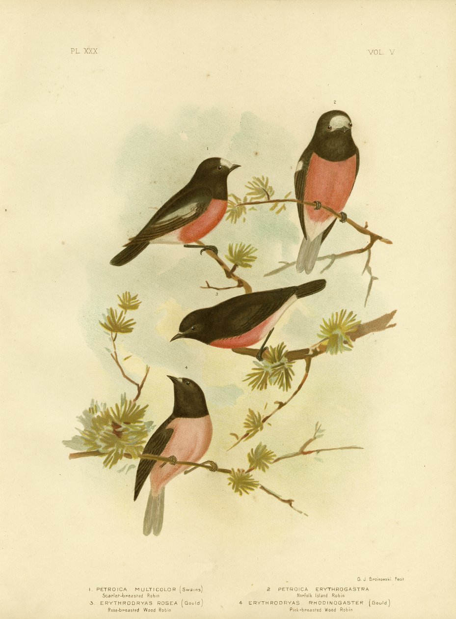 Kızıl Göğüslü Robin Veya Pasifik Robin, 1891 by Gracius Broinowski