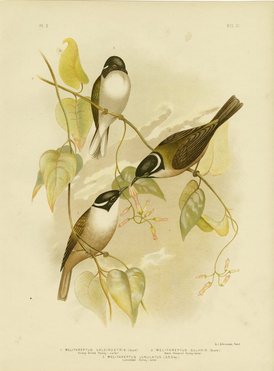 Güçlü Faturalı Bal Yiyen, 1891 by Gracius Broinowski