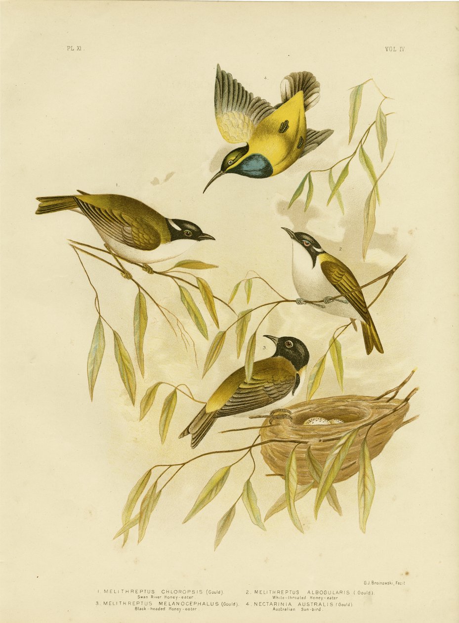 Kuğu Nehri Bal Yiyen, 1891 by Gracius Broinowski