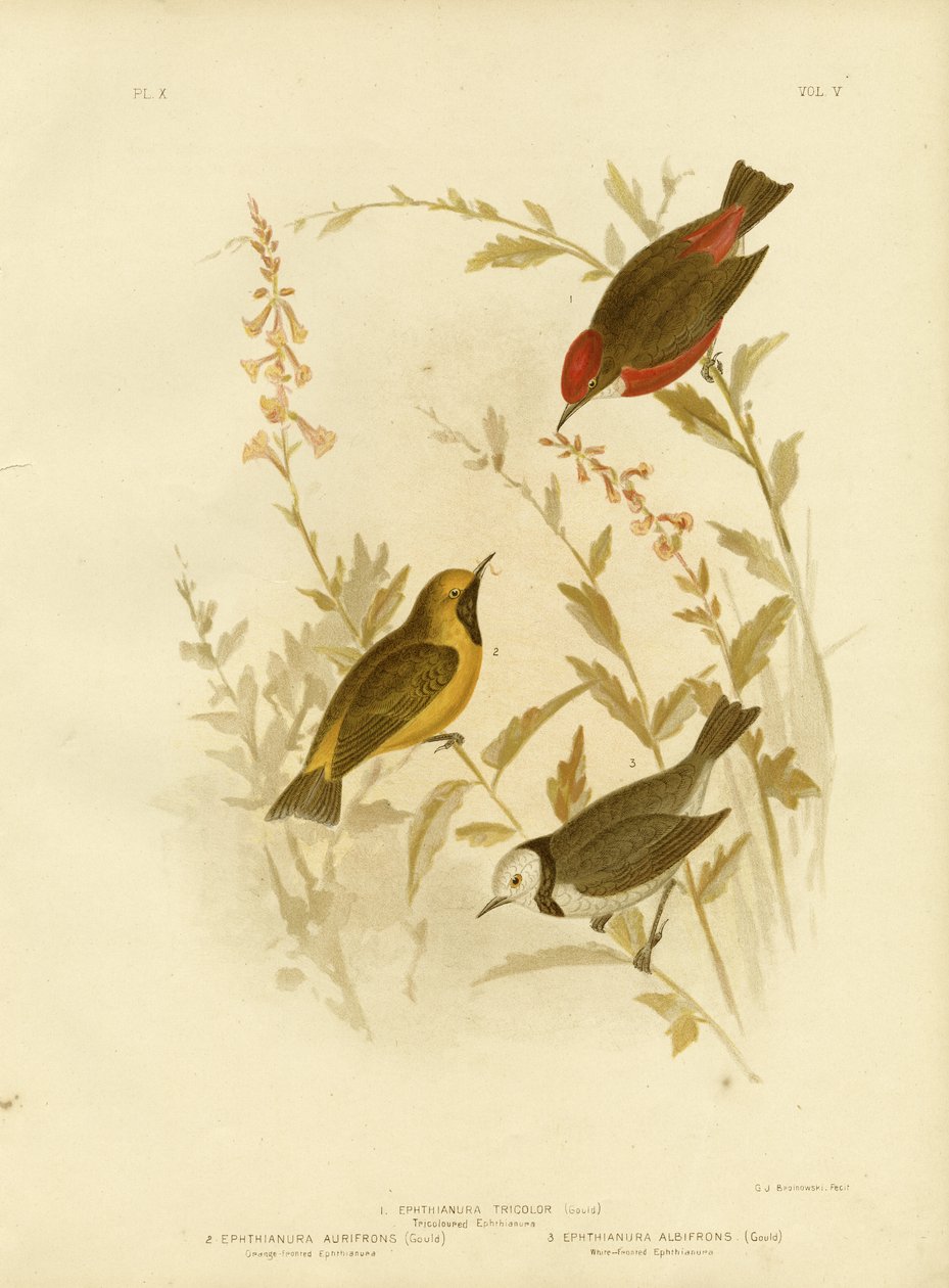 Üç renkli Ephthianura, 1891 by Gracius Broinowski