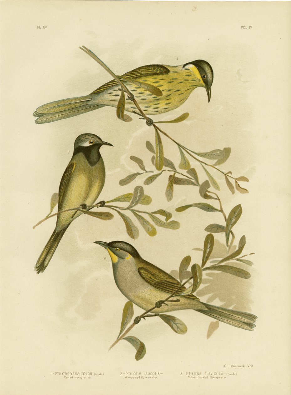Çeşitli Bal Yiyen, 1891 by Gracius Broinowski