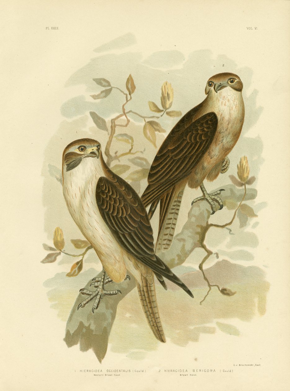 Batı Kahverengi Şahin, 1891 by Gracius Broinowski