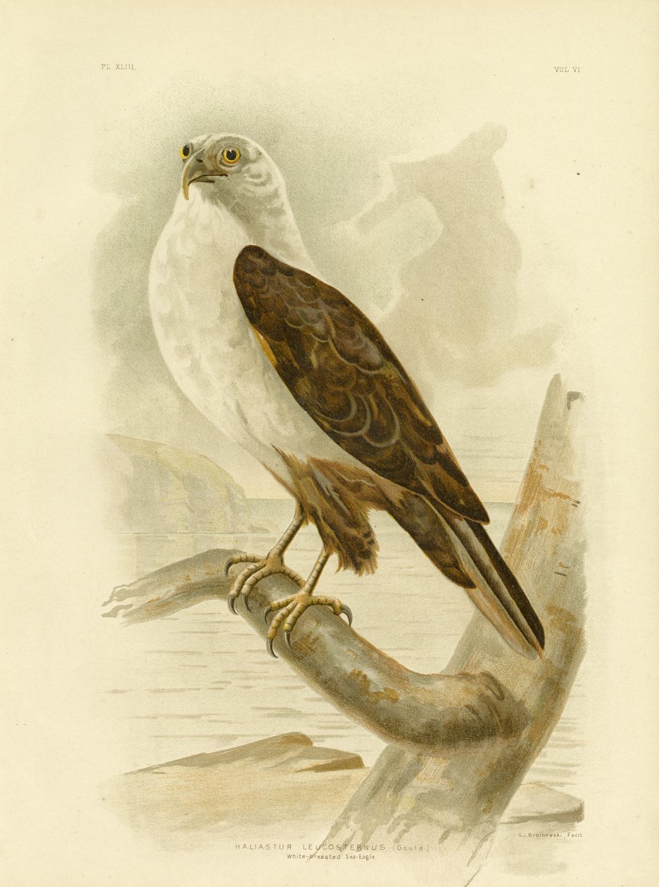 Ak Göğüslü Deniz Kartalı, 1891 by Gracius Broinowski