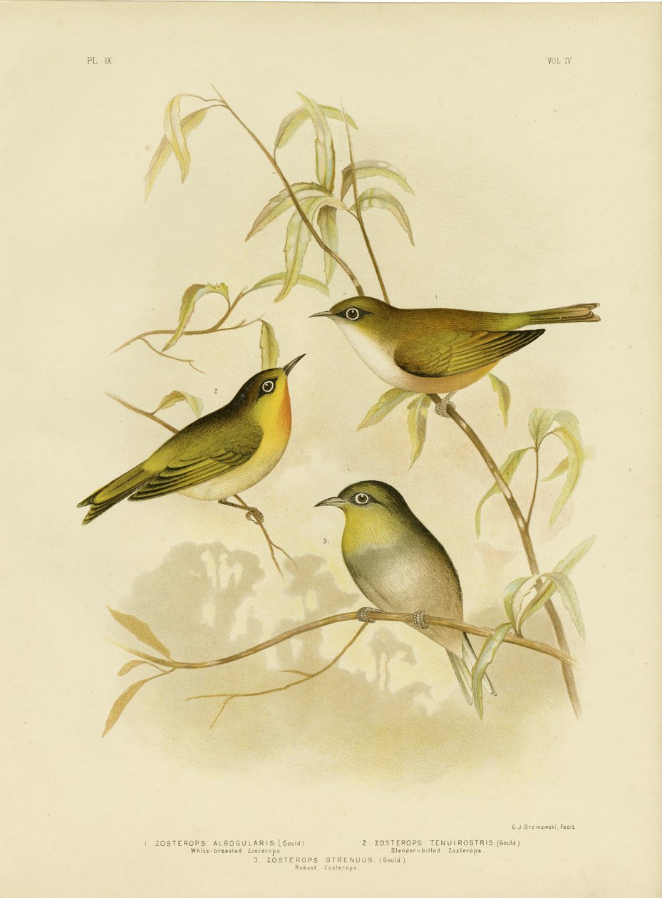 Ak Göğüslü Zosterops Veya Norfolk Beyaz Göz, 1891 by Gracius Broinowski