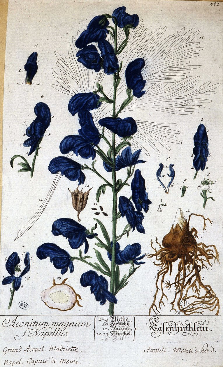 Büyük aconite, keşiş capuce (aconitum magnum) - Grandville, n.d. 19. by Grandville