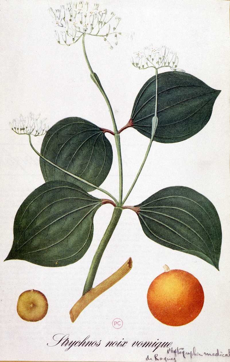 Yaprak, çiçek ve strychnos meyvesi (vomic nut veya nux vomica) - Grandville, n.d. 19. by Grandville