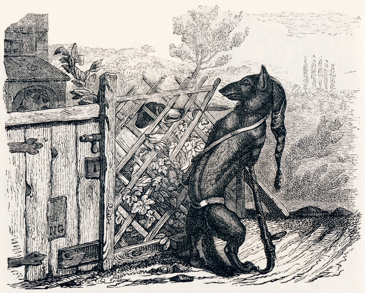 Kurt ve sıska köpek - La Fontaine