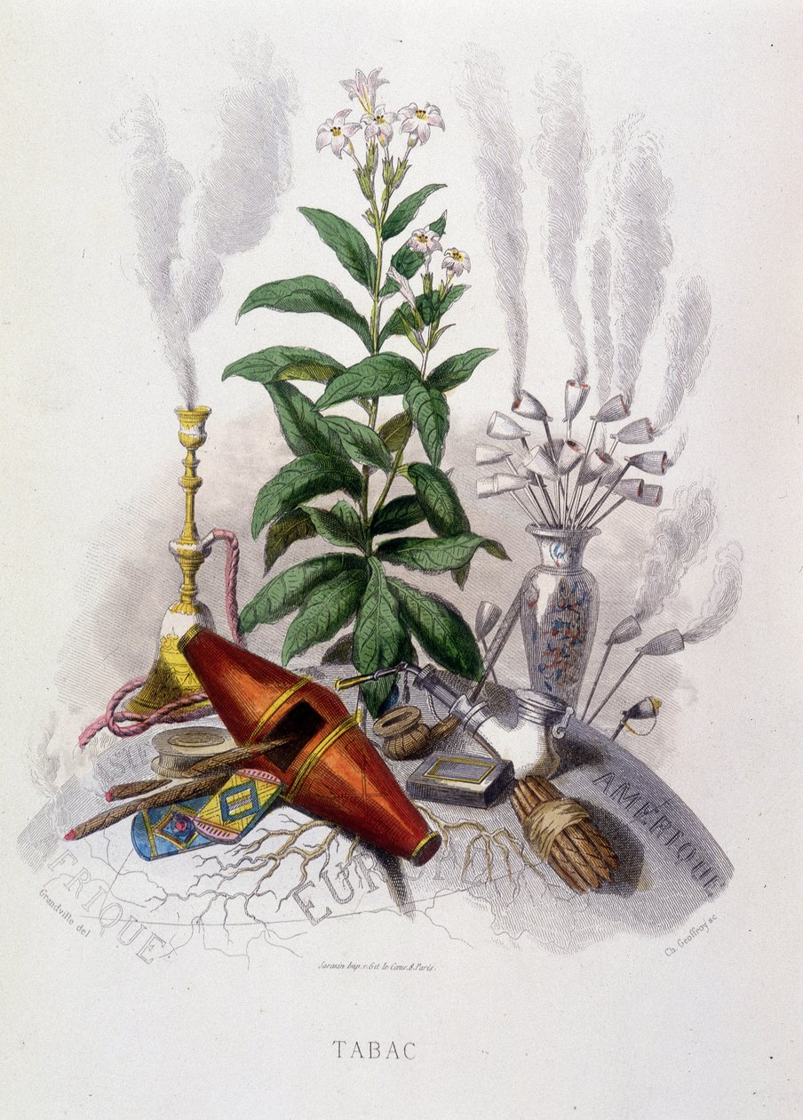 Tobacco plant and smoking utensils - in “” Animated flowers”” by Grandville by Grandville