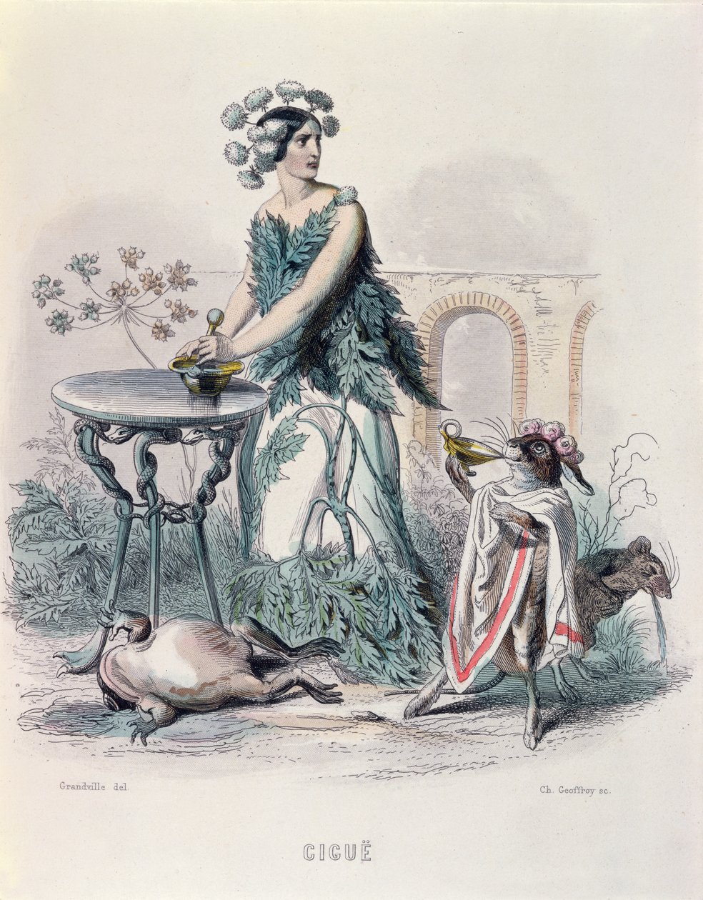 Charles Goeffroy (1819-82), 1847 (renkli gravür) tarafından oyulmuş 'Les Fleurs Animees'den Hemlock by Grandville