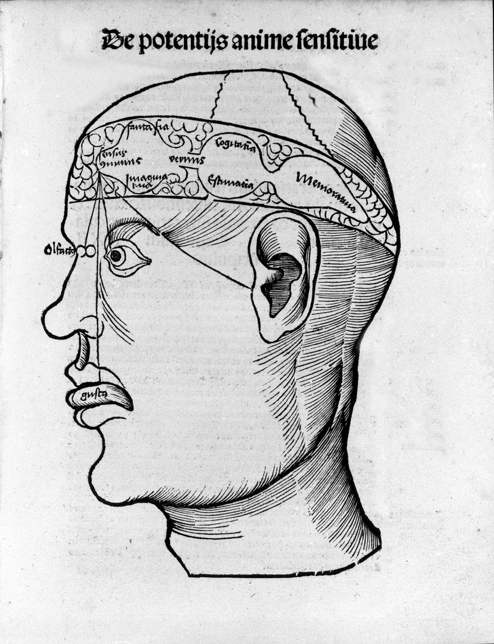 Beyin kesme: farklı beyin fonksiyonlarının lokalizasyonu için çalışma. Gregor Reisch (1467-1525), Bale tarafından “Margarita phylosophia”dan gravür by Gregor Reisch