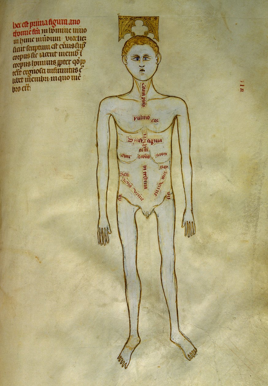 Anatomi ve cerrahi kurullar: erkek organların lokalizasyonu. 1345 dolaylarında Gui de Pavia tarafından "Frankların kralı VII. by Guido da Vigevano da Pavia
