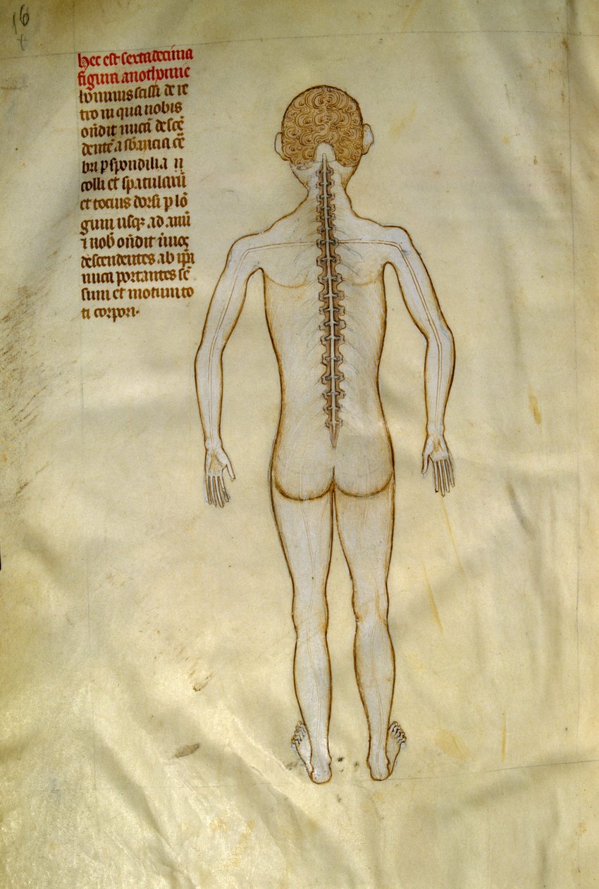 Anatomi ve cerrahi panolar: omurilik (omur kolonunun omurlarında). 1345 dolaylarında Gui de Pavia tarafından "Frankların kralı VII. by Guido da Vigevano da Pavia